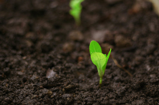 A Single Seed Can Change the World
